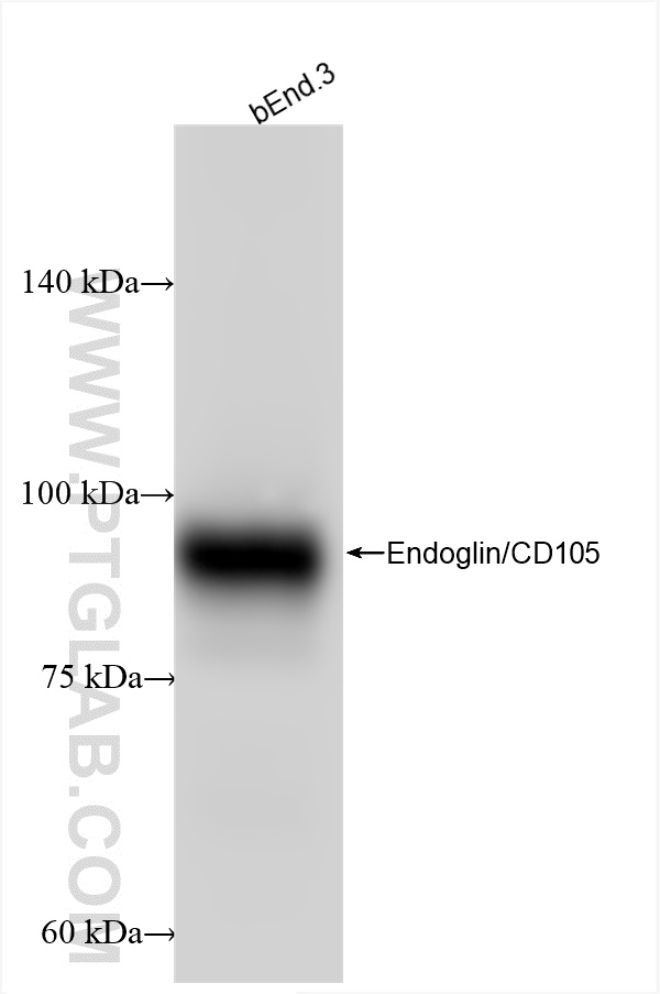 WB analysis using 84807-4-RR
