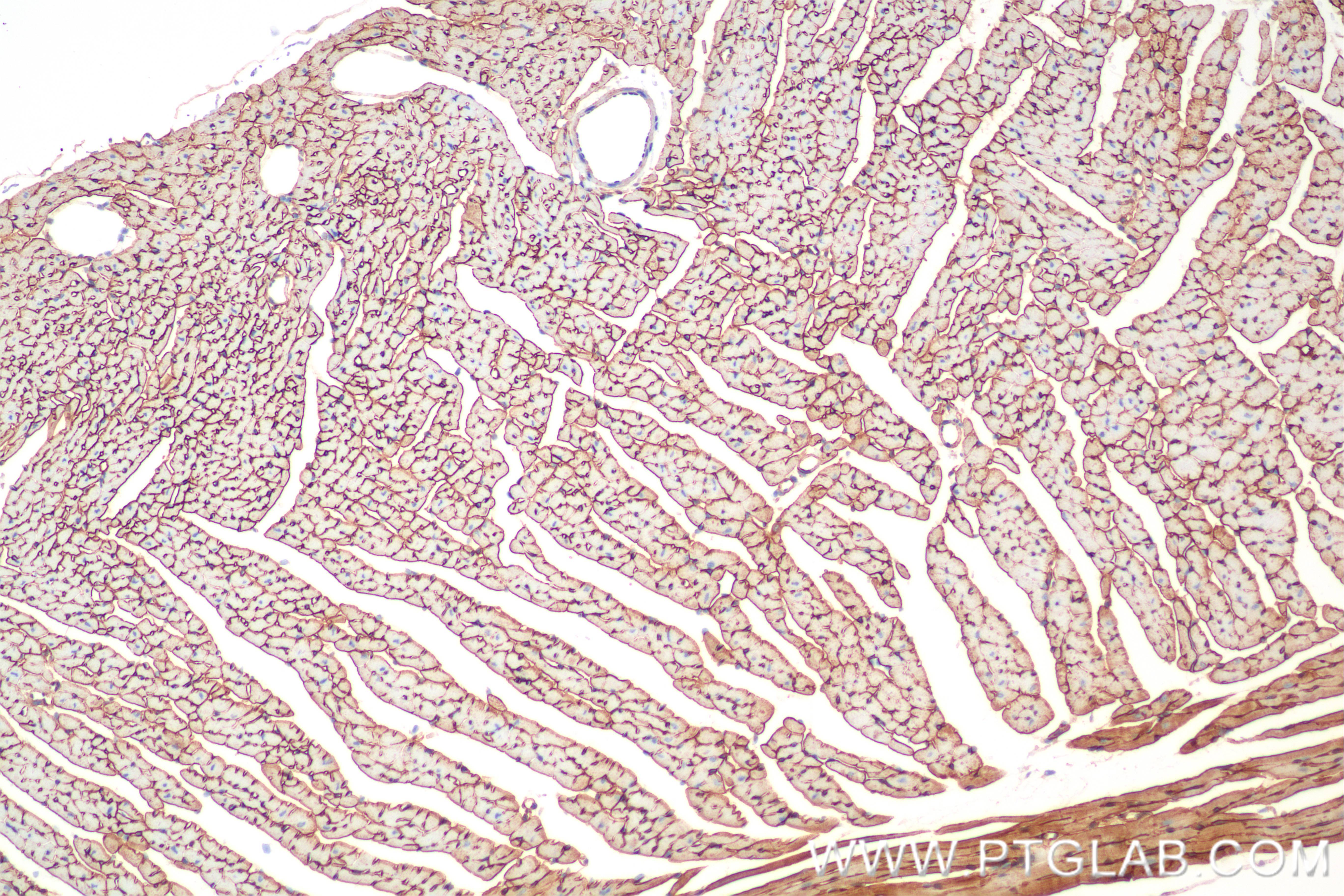 IHC staining of mouse heart using 86456-1-RR