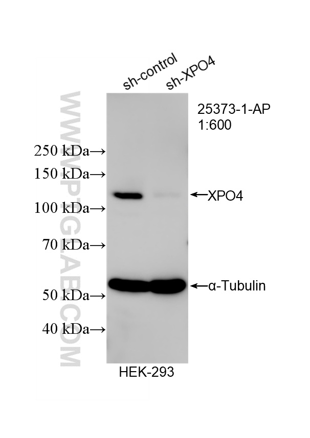WB analysis of HEK-293 using 25373-1-AP