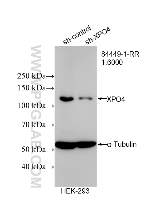 WB result of Exportin 4 antibody (<a class='green' href='/productredirect?CatalogNo=84449-1-RR' target='_blank'>84449-1-RR</a>; 1:6000; incubated at room temperature for 1.5 hours) with sh-Control and sh-Exportin 4 transfected HEK-293 cells. This data was developed using the same antibody clone with 84449-1-PBS in a different storage buffer formulation. WB analysis of HEK-293 using 84449-1-RR (same clone as 84449-1-PBS)