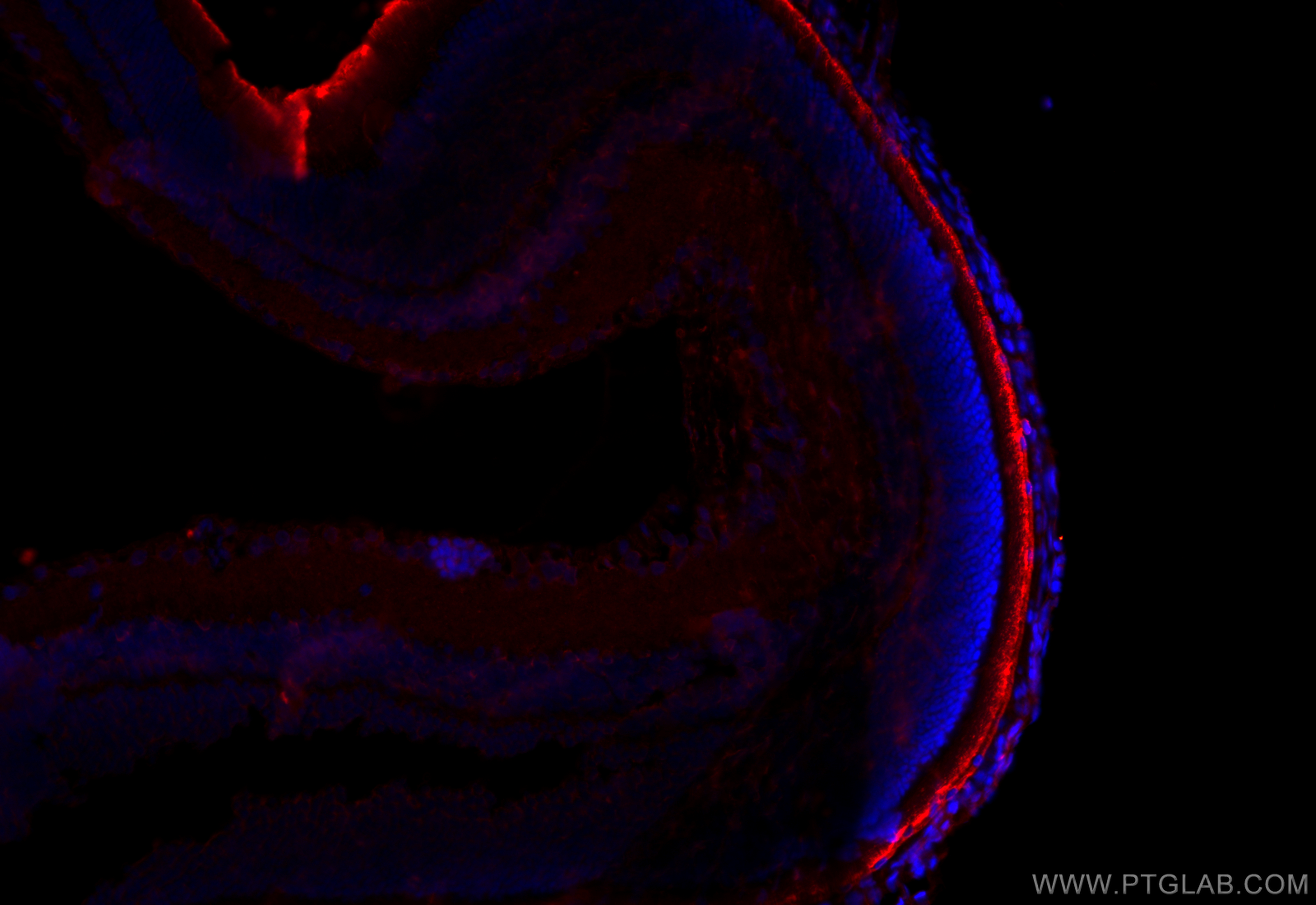 IF Staining of rat eye using 26056-1-AP