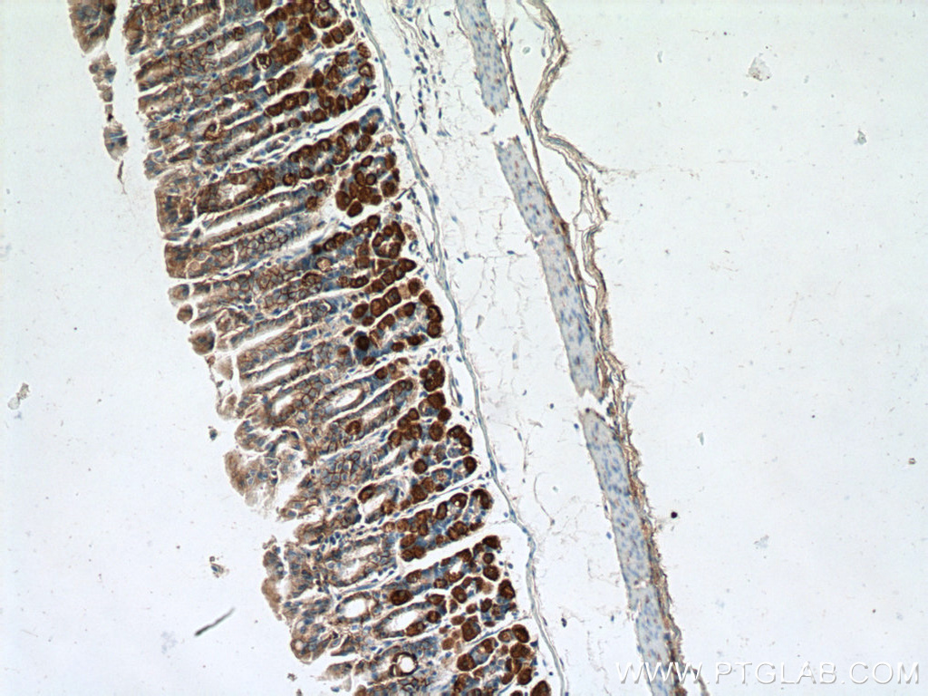 IHC staining of mouse stomach using 26056-1-AP