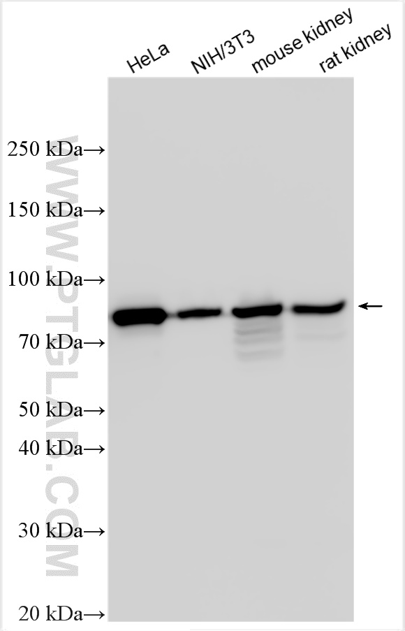 WB analysis using 26056-1-AP