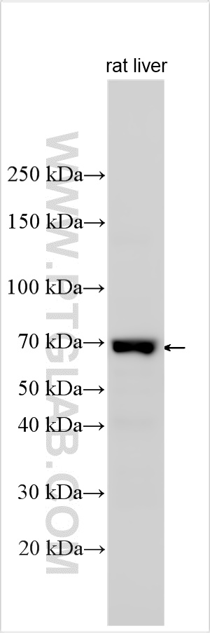 WB analysis using 24321-1-AP