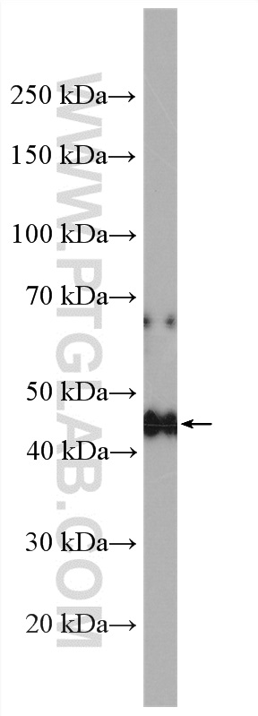 WB analysis of mouse liver using 26366-1-AP (same clone as 26366-1-PBS)