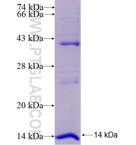 F2RL1 fusion protein Ag9132 SDS-PAGE F2RL1 fusion protein Ag9132 SDS-PAGE