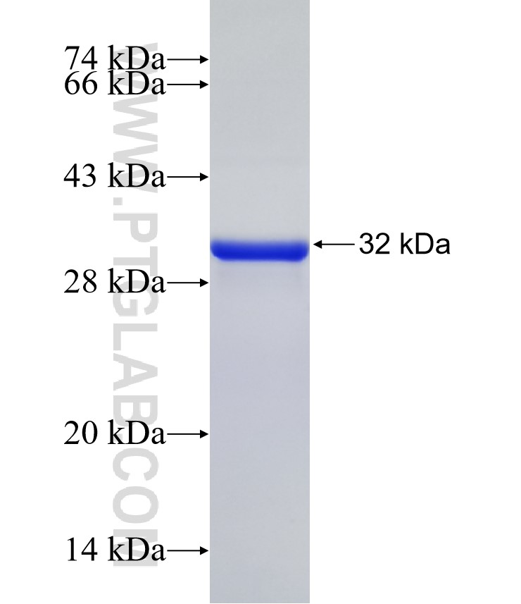 F2RL3 fusion protein Ag13624 SDS-PAGE F2RL3 fusion protein Ag13624 SDS-PAGE
