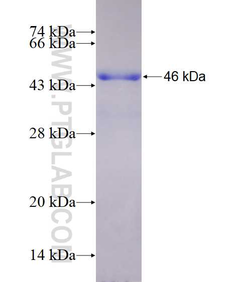 F3 fusion protein Ag27553 SDS-PAGE
