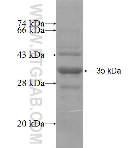 F3 fusion protein Ag8963 SDS-PAGE F3 fusion protein Ag8963 SDS-PAGE