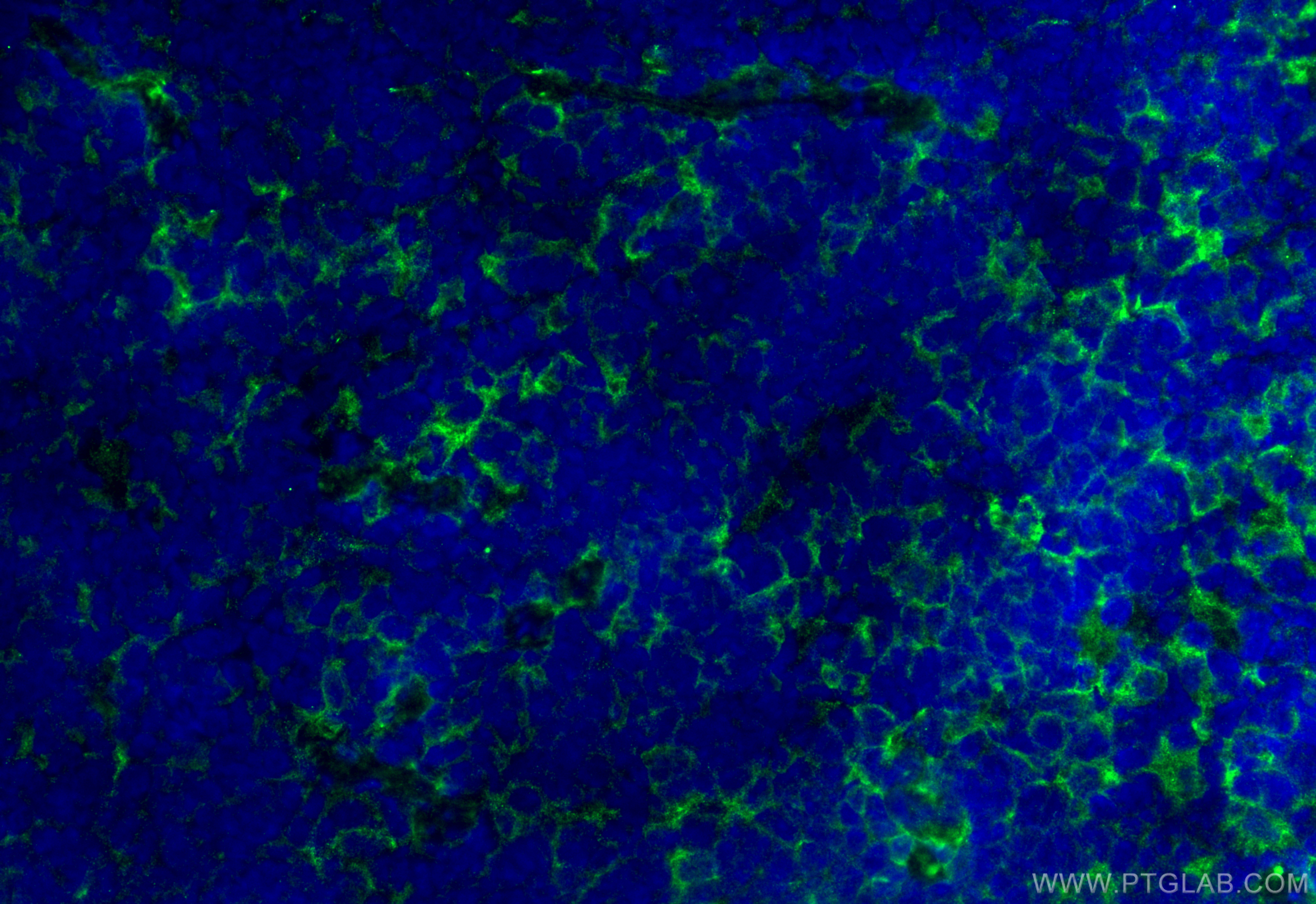 IF Staining of mouse spleen using 28463-1-AP