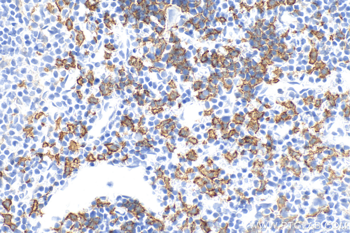 IHC staining of mouse spleen using 28463-1-AP