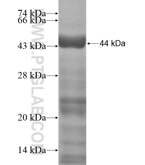 F7 fusion protein Ag19324 SDS-PAGE