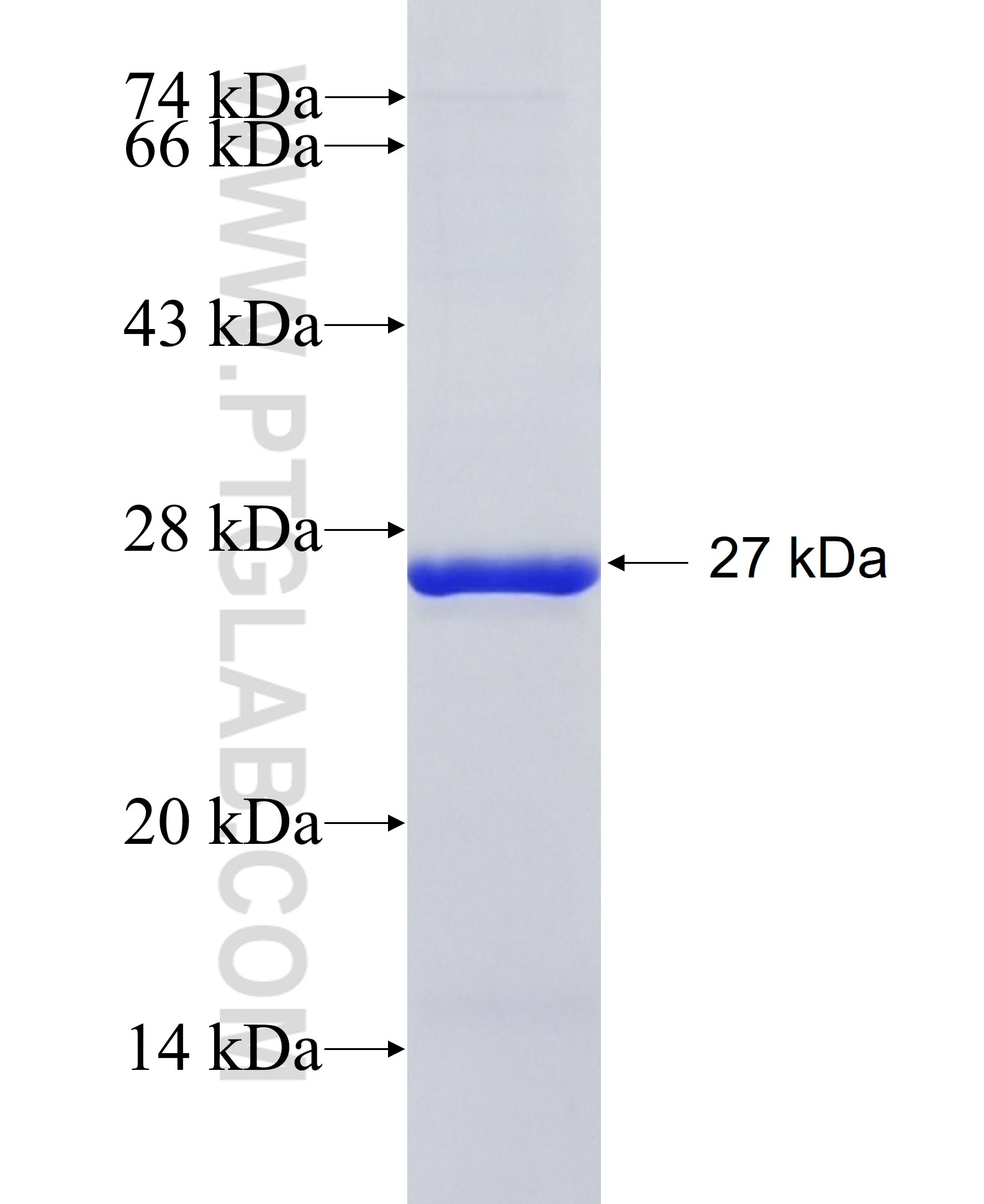 F8 fusion protein Ag15772 SDS-PAGE