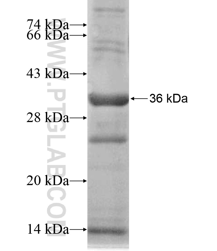 F9 fusion protein Ag17198 SDS-PAGE