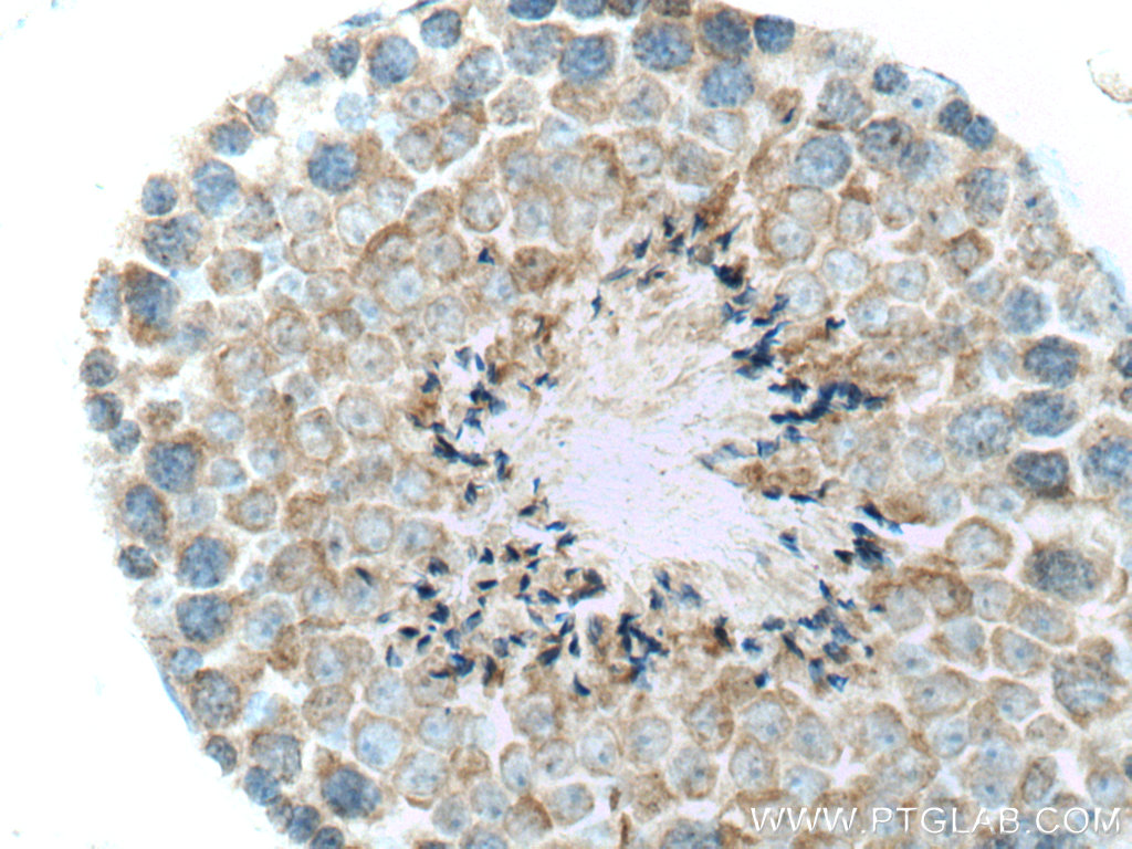IHC staining of mouse testis using 17909-1-AP