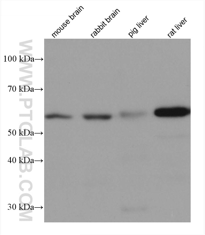 WB analysis using 67607-1-Ig