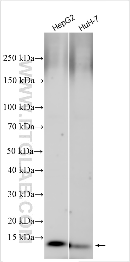 WB analysis using 13626-1-AP