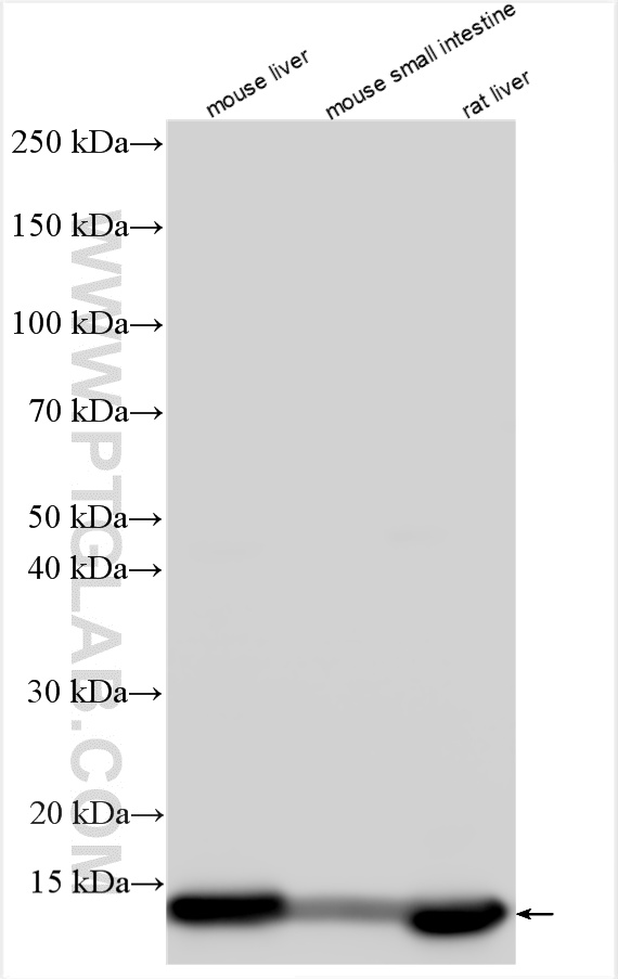 WB analysis using 33532-1-AP