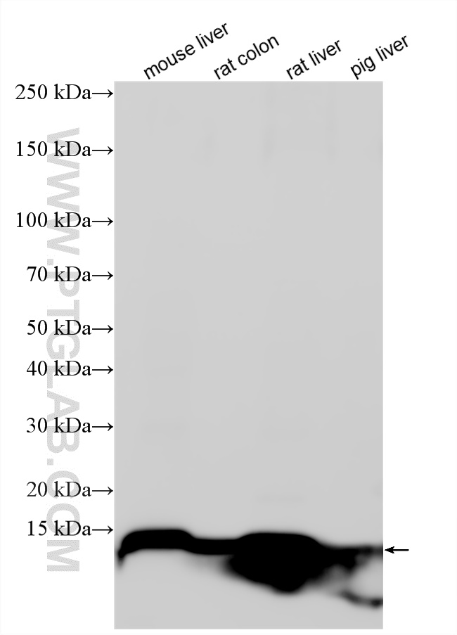 WB analysis using 34024-1-AP