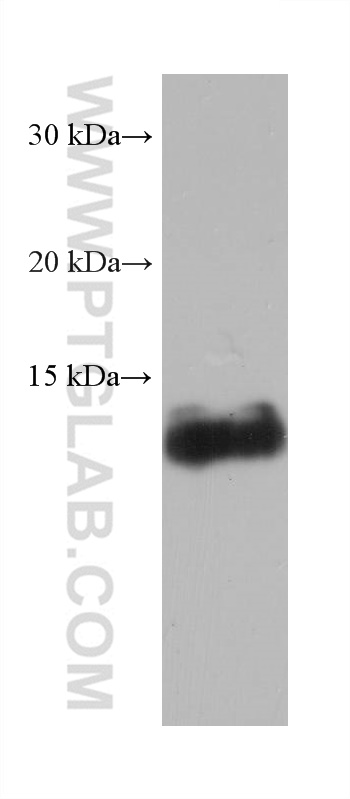 WB analysis of pig liver using 68227-1-Ig