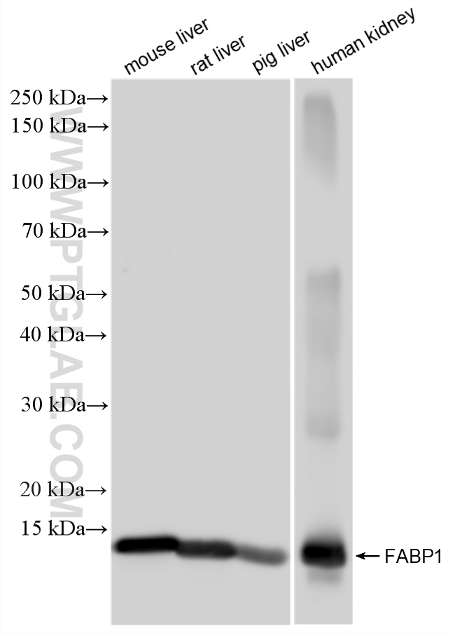 WB analysis using 86759-3-RR