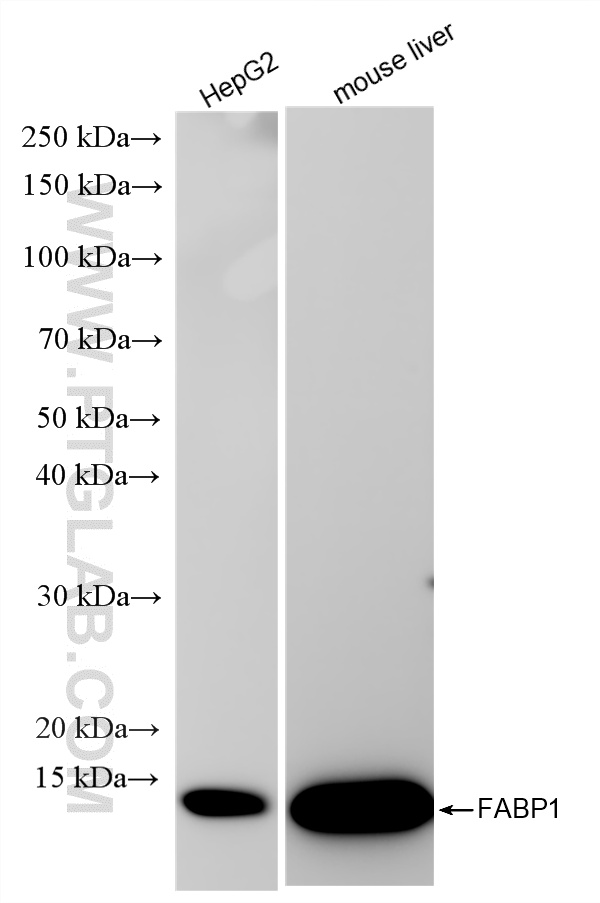 WB analysis using 86792-1-RR