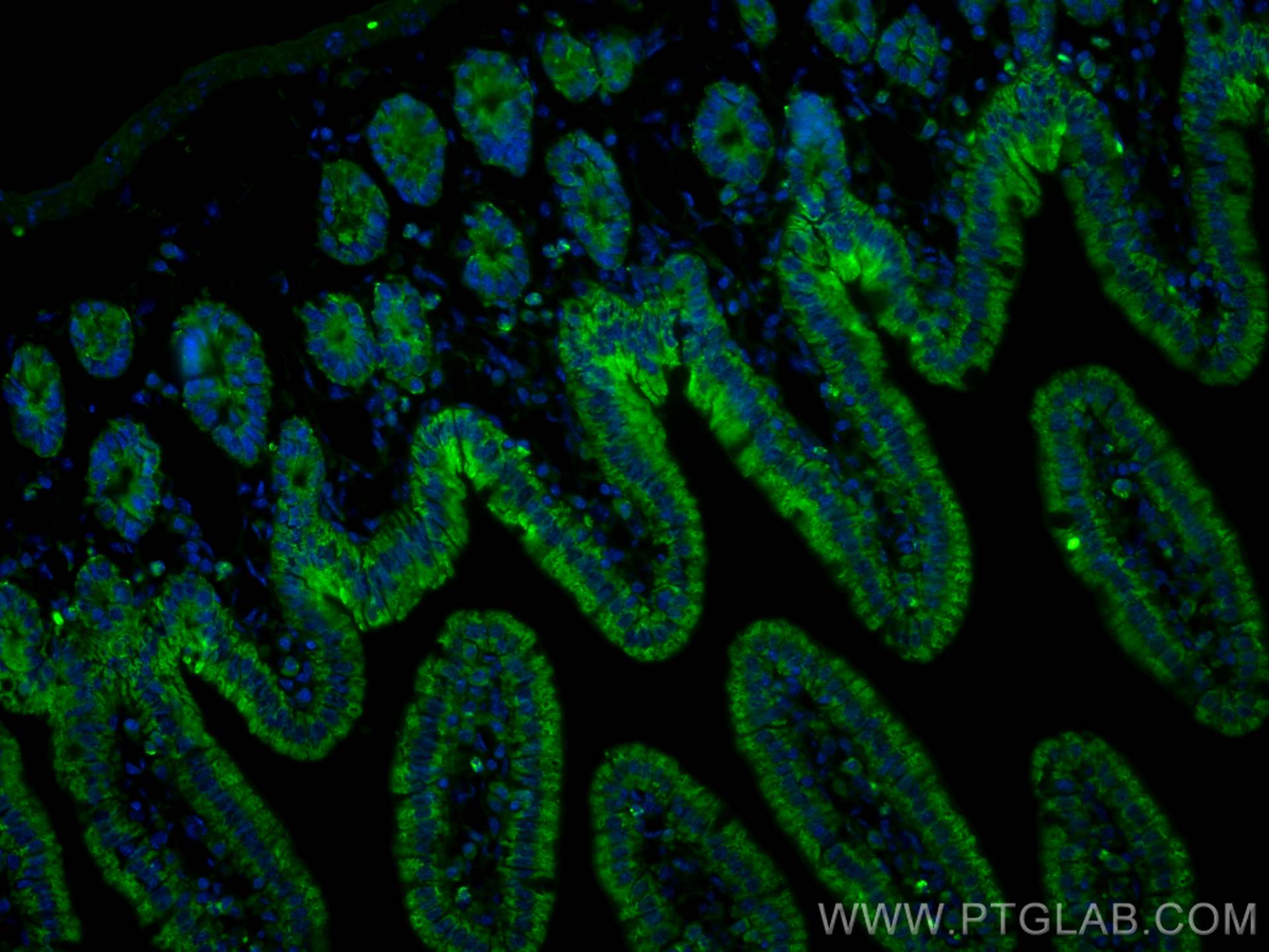 IF Staining of mouse small intestine using CL488-68227