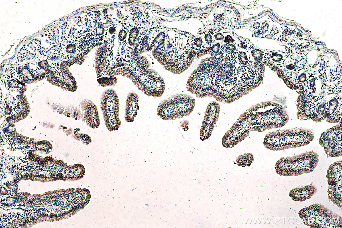 IHC staining of mouse small intestine using 67691-1-Ig