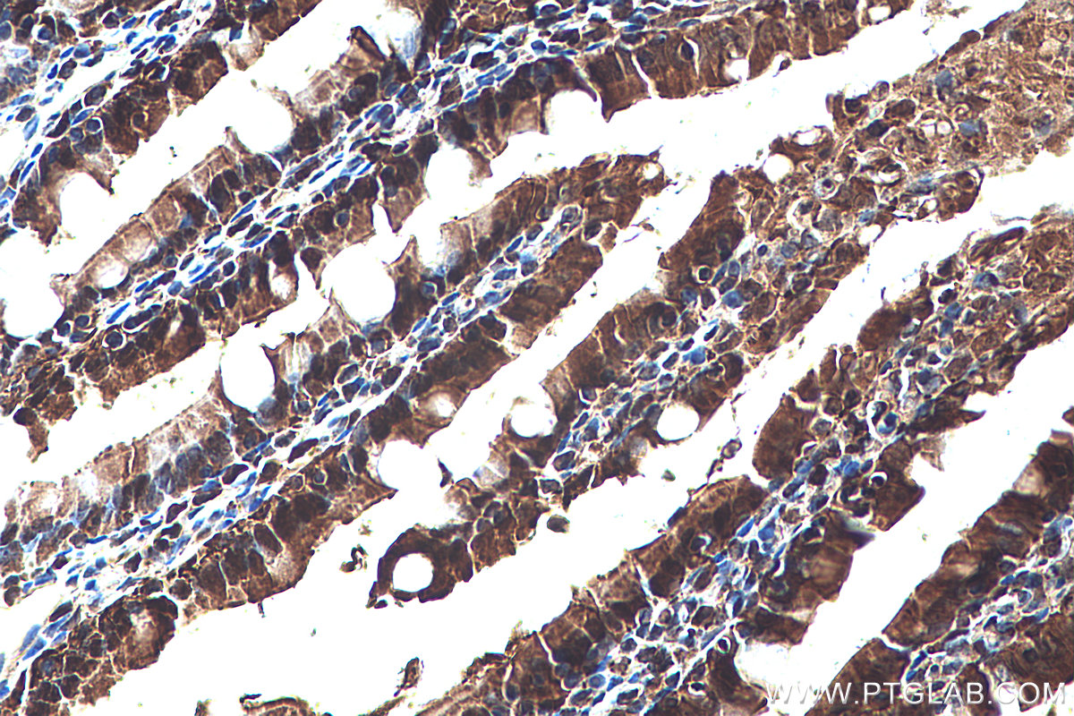 IHC staining of rat small intestine using 67691-1-Ig (same clone as 67691-1-PBS)