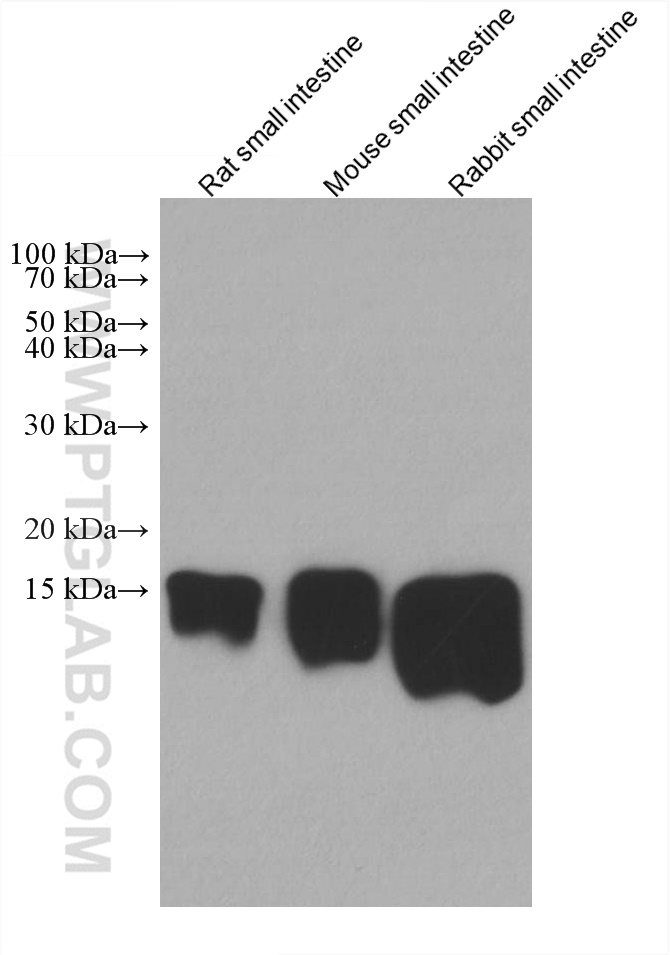 WB analysis using 67691-1-Ig