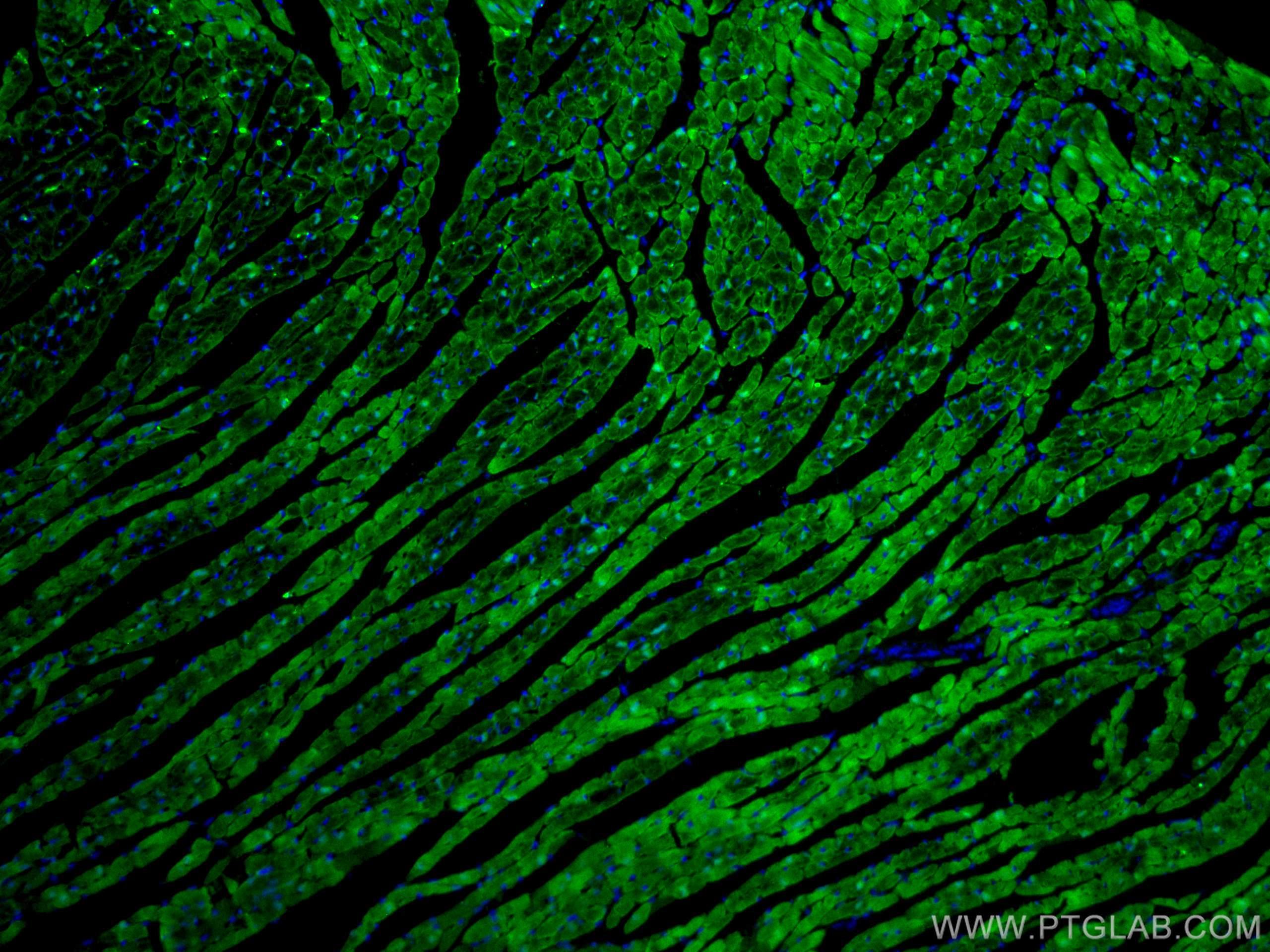 IF Staining of mouse heart using CL488-60280