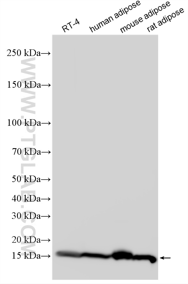 WB analysis using 12802-1-AP