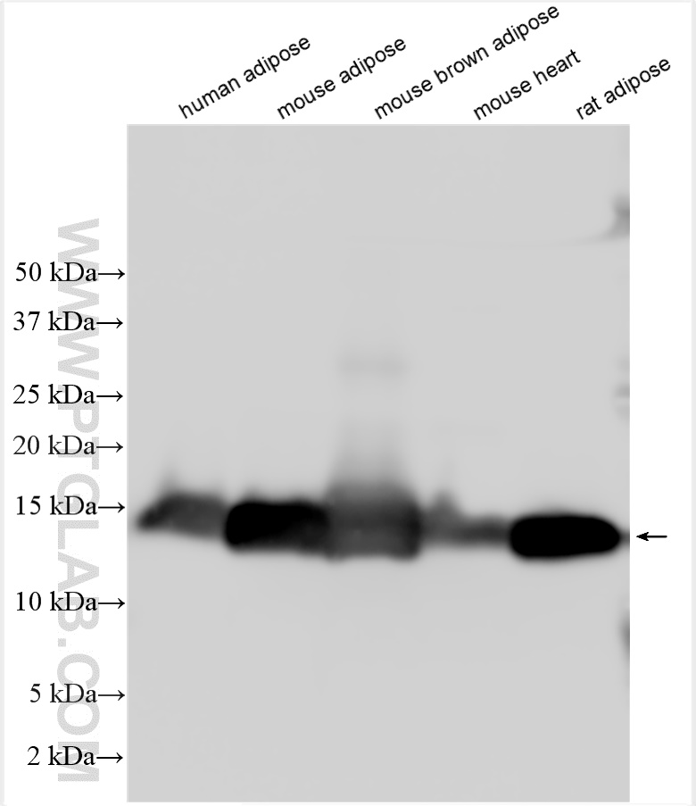 WB analysis using 15872-1-AP