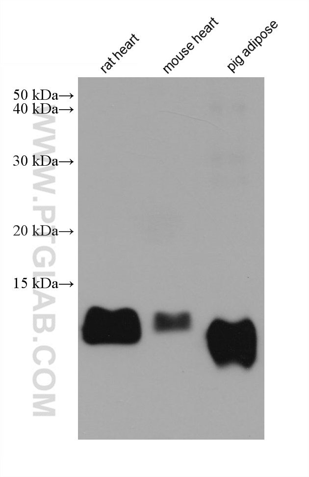 WB analysis using 67167-1-Ig