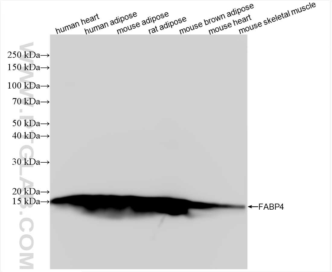 WB analysis using 85864-2-RR (same clone as 85864-2-PBS)