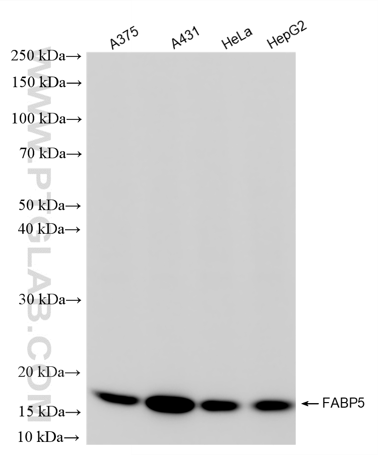 Various lysates were subjected to SDS PAGE followed by western blot with 82551-2-RR (FABP5 antibody) at dilution of 1:8000 incubated at room temperature for 1.5 hours. WB analysis using 82551-2-RR