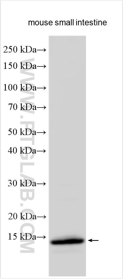 WB analysis using 13781-1-AP