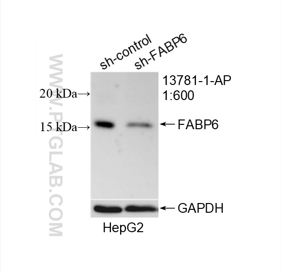 WB analysis of HepG2 using 13781-1-AP