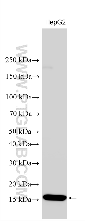 WB analysis using 13781-1-AP