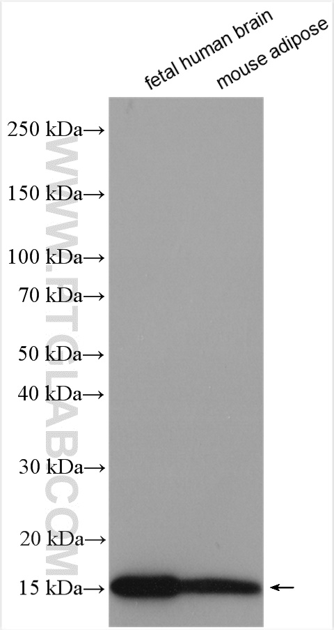 WB analysis using 51010-1-AP