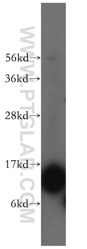 WB analysis of human brain using 14836-1-AP