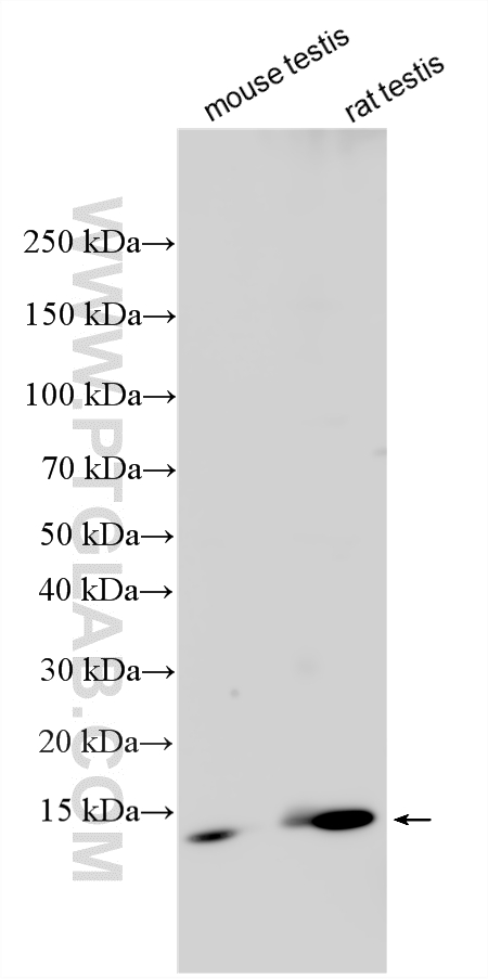 WB analysis using 31896-1-AP