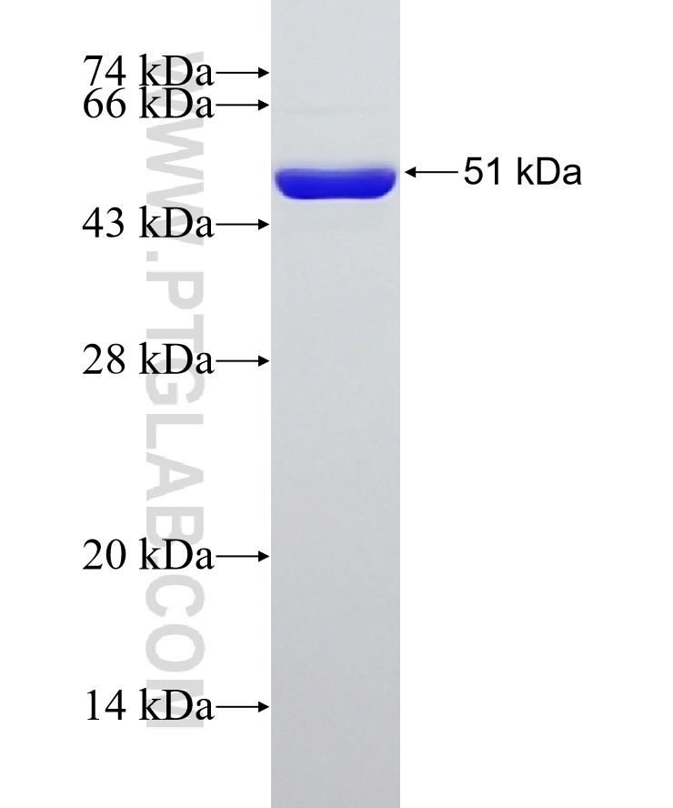 FADD fusion protein Ag6701 SDS-PAGE