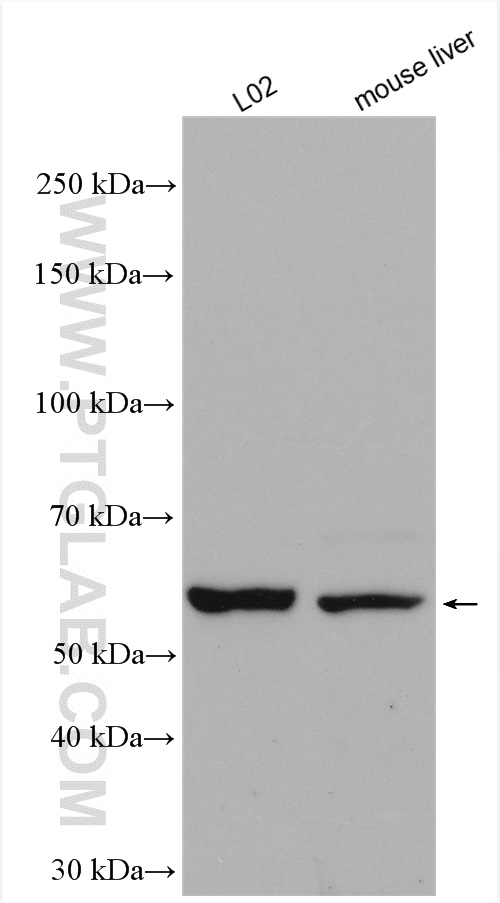 WB analysis using 10627-1-AP