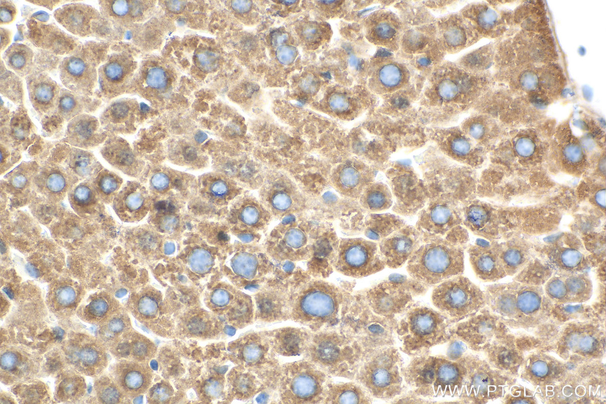 IHC staining of mouse liver using 68026-1-Ig (same clone as 68026-1-PBS)