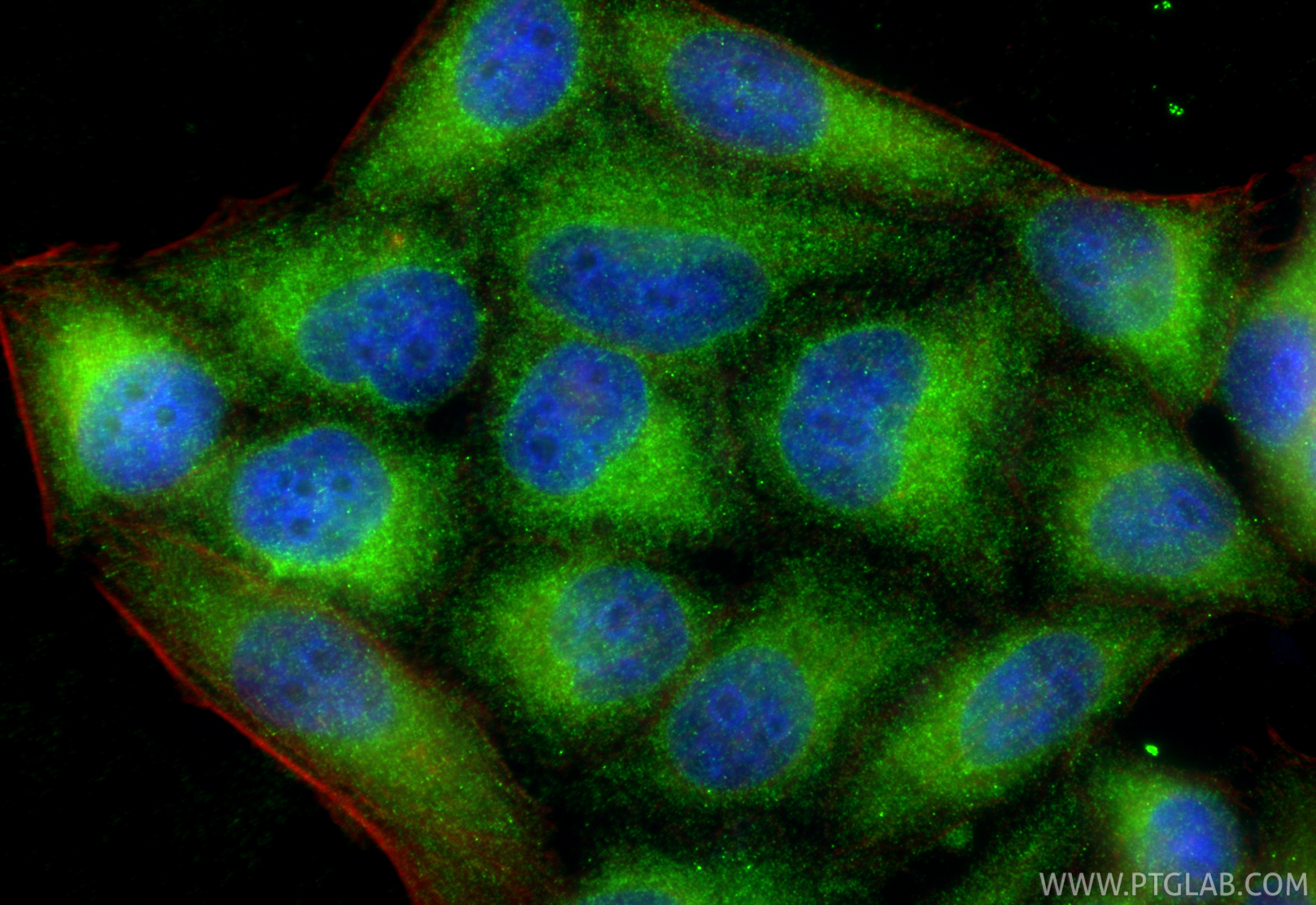Immunofluorescent analysis of (-20°C Ethanol) fixed L02 cells using FADS2 antibody (84527-4-RR, Clone: 241863D2 ) at dilution of 1:200 and CoraLite®488-Conjugated Goat Anti-Rabbit IgG(H+L) (<a class='green' href='/productredirect?CatalogNo=SA00013-2' target='_blank'>SA00013-2</a>), CL594-Phalloidin (red). IF Staining of L02 using 84527-4-RR