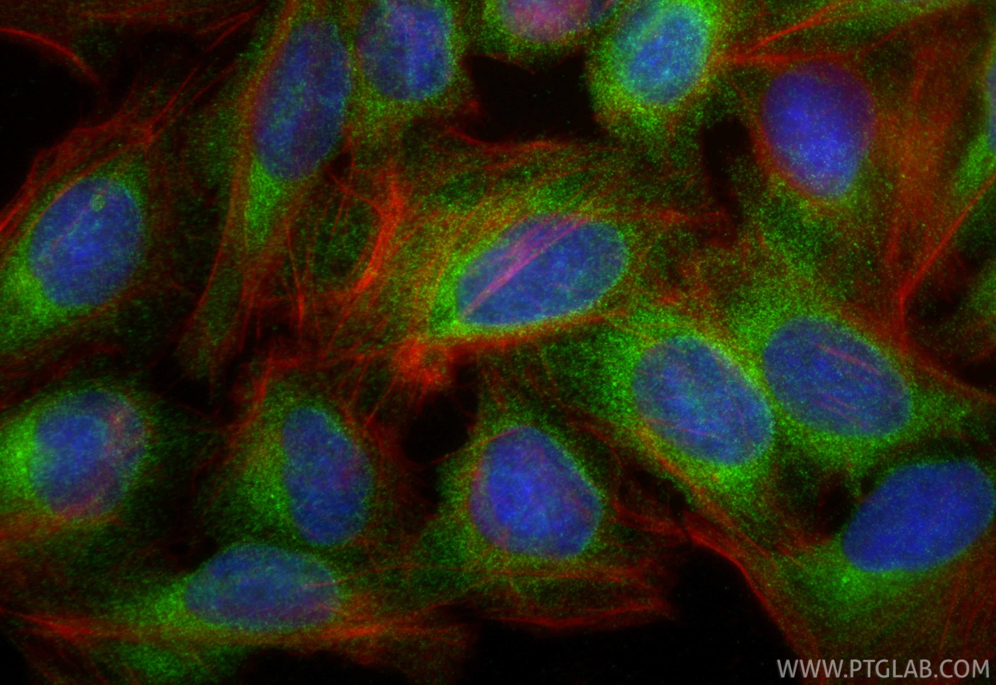 Immunofluorescent analysis of (4% PFA) fixed U2OS cells using FADS2 antibody (84527-5-RR, Clone: 241863G3 ) at dilution of 1:500 and CoraLite®488-Conjugated Goat Anti-Rabbit IgG(H+L) (<a class='green' href='/productredirect?CatalogNo=SA00013-2' target='_blank'>SA00013-2</a>), CL594-Phalloidin (red). IF Staining of U2OS using 84527-5-RR