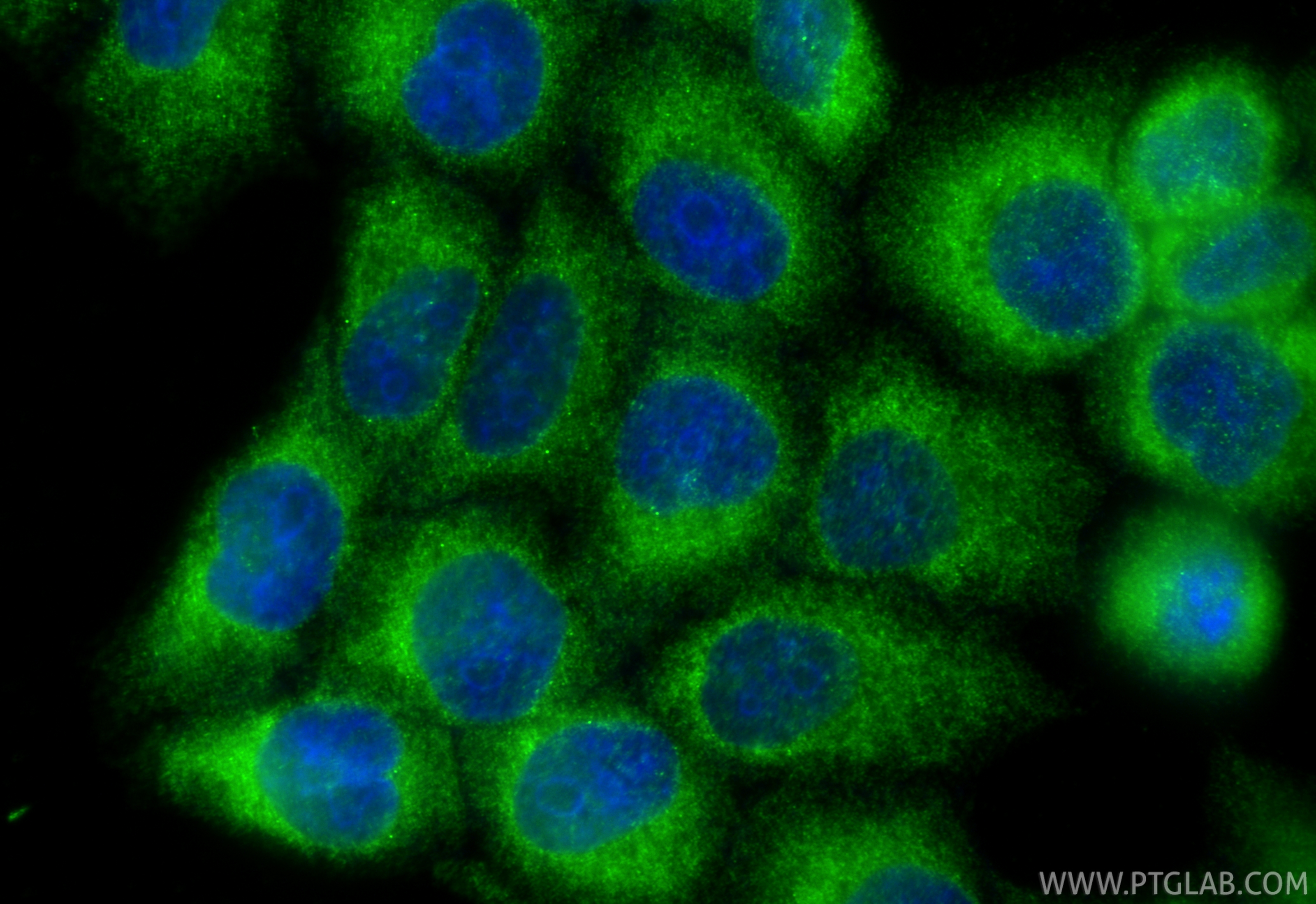 Immunofluorescent analysis of (-20°C Ethanol) fixed L02 cells using FADS2 antibody (84527-5-RR, Clone: 241863G3 ) at dilution of 1:400 and CoraLite®488-Conjugated Goat Anti-Rabbit IgG(H+L) (<a class='green' href='/productredirect?CatalogNo=SA00013-2' target='_blank'>SA00013-2</a>). IF Staining of L02 using 84527-5-RR
