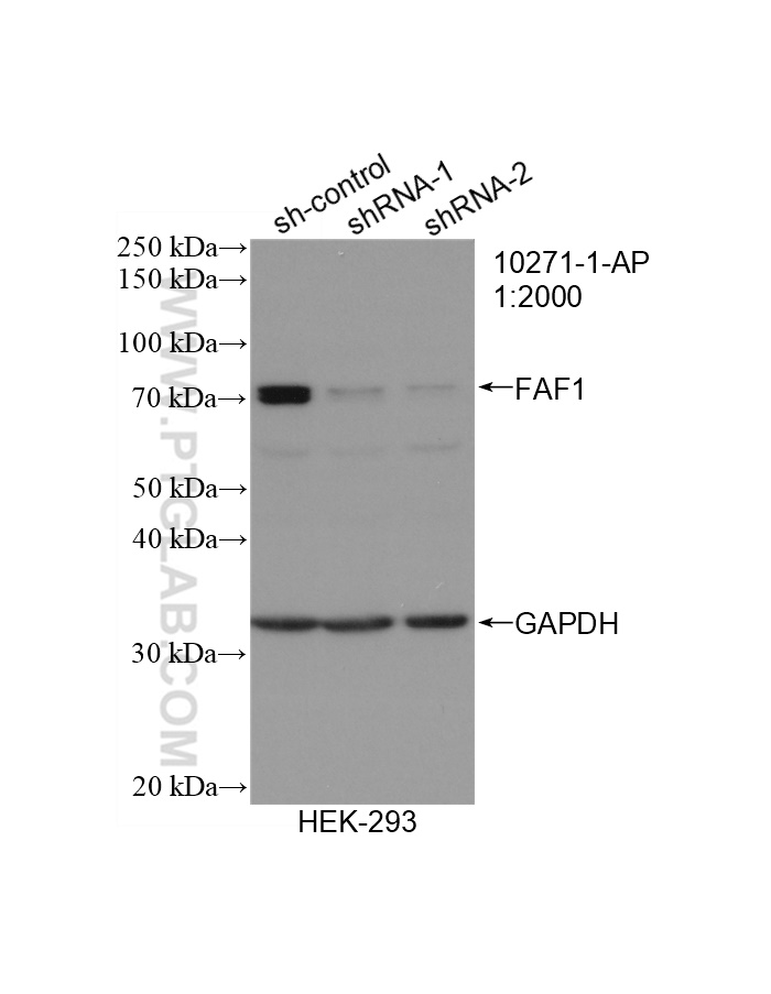 WB analysis of HEK-293 using 10271-1-AP