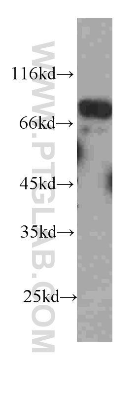 WB analysis of HEK-293 using 60231-1-Ig